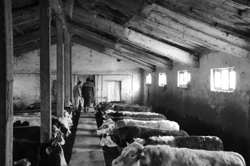 A Man's Word and a Slap of the Hand: The Unwritten Code That Moved Millions of Cattle Across America