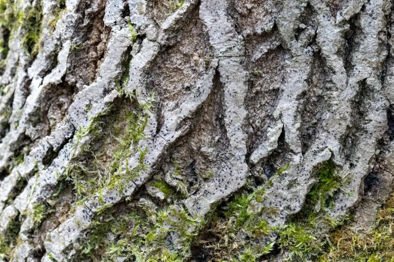 The Living Compass: How Tree Bark Reveals Nature's Hidden Navigation System
